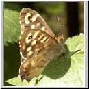 Pararge aegeria - Waldbrettspiel 04.jpg